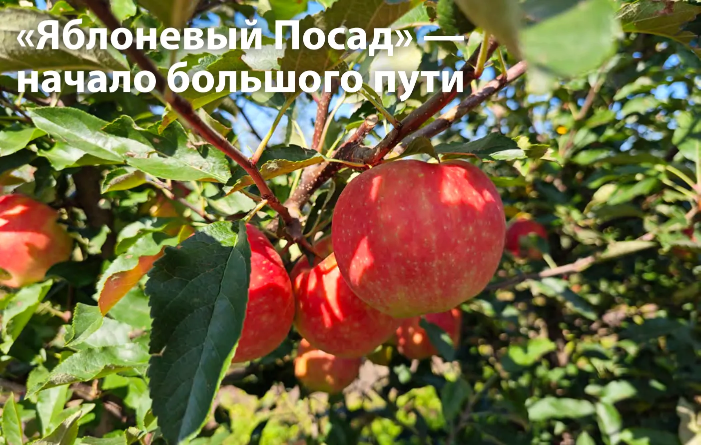 Статья о Яблоневом посаде в журнале «Беларуское сельское хозяйство»