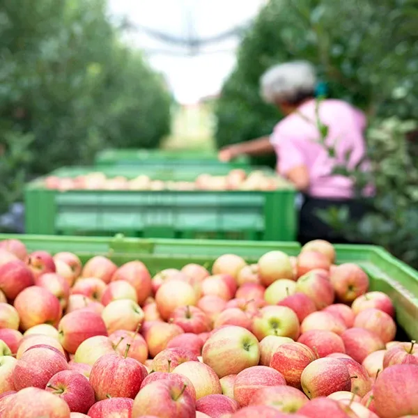 Производство яблок, груш